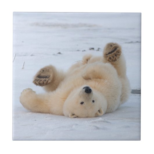 poolbeer, Ursus maritimus, kubbel rollen 3 Tegeltje (Voorkant)