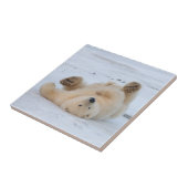 poolbeer, Ursus maritimus, kubbel rollen 3 Tegeltje (Zijkant)