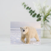 poolbeer, Ursus maritimus, op ijs en sneeuw, 2 Briefkaart (Staand voorkant)