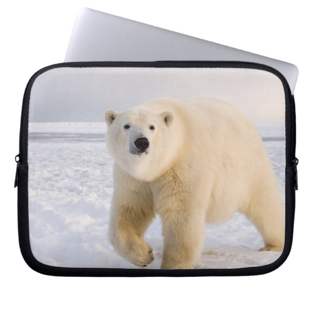 poolbeer, Ursus maritimus, op ijs en sneeuw, 2 Laptop Sleeve (Voorkant)