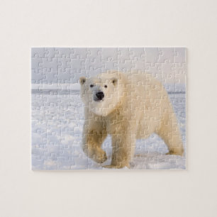 poolbeer, Ursus maritimus, op ijs en sneeuw, 2 Legpuzzel