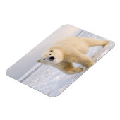 poolbeer, Ursus maritimus, op ijs en sneeuw, 2 Magneet (Linkerzijde)