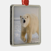 poolbeer, Ursus maritimus, op ijs en sneeuw, 2 Metalen Ornament (Rechts)
