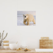 poolbeer, Ursus maritimus, op ijs en sneeuw, 2 Poster (Keuken)