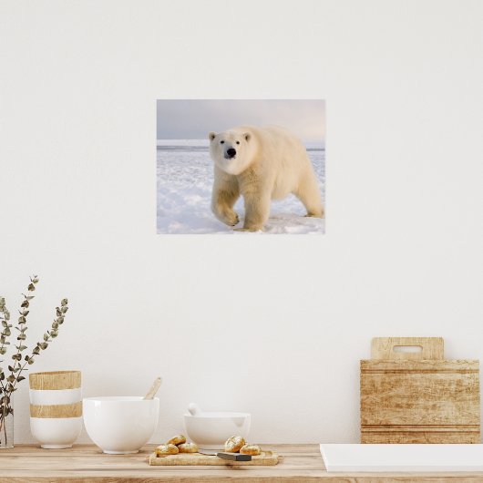 poolbeer, Ursus maritimus, op ijs en sneeuw, 2 Poster (Keuken)