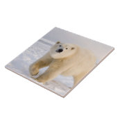 poolbeer, Ursus maritimus, op ijs en sneeuw, 2 Tegeltje (Zijkant)