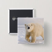 poolbeer, Ursus maritimus, op ijs en sneeuw, 2 Vierkante Button 5,1 Cm (Voorkant /achterkant)
