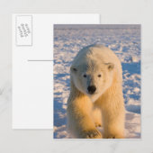 poolbeer, Ursus maritimus, poolbeer op ijs Briefkaart (Voorkant / Achterkant)