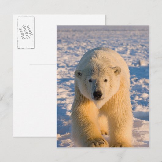 poolbeer, Ursus maritimus, poolbeer op ijs Briefkaart (Voorkant / Achterkant)