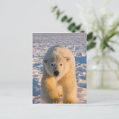 poolbeer, Ursus maritimus, poolbeer op ijs Briefkaart (Staand voorkant)