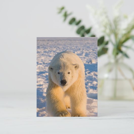 poolbeer, Ursus maritimus, poolbeer op ijs Briefkaart (Staand voorkant)