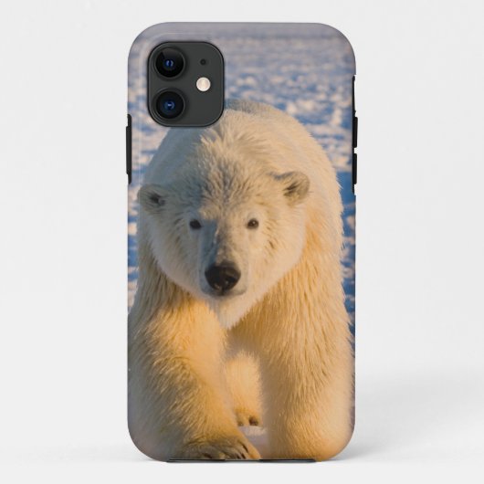 poolbeer, Ursus maritimus, poolbeer op ijs Case-Mate iPhone Case (Achterkant)