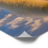 poolbeer, Ursus maritimus, poolbeer op ijs Poster (Hoek)