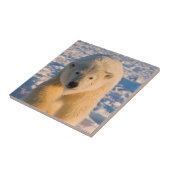 poolbeer, Ursus maritimus, poolbeer op ijs Tegeltje (Zijkant)