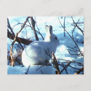 Poolhaas in Sneeuw Briefkaart