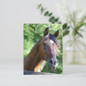 Pools Arabisch paard Briefkaart (Staand voorkant)