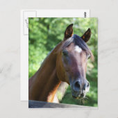 Pools Arabisch paard Briefkaart (Voorkant / Achterkant)