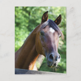 Pools Arabisch paard Briefkaart