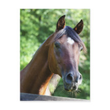 Pools Arabisch paard