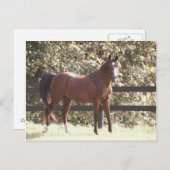 Pools Arabisch paard Briefkaart (Voorkant / Achterkant)
