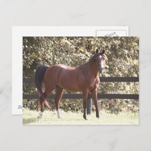 Pools Arabisch paard Briefkaart (Voorkant / Achterkant)
