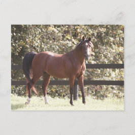 Pools Arabisch paard Briefkaart