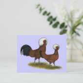 Pools:  White Crested Reds Briefkaart (Staand voorkant)