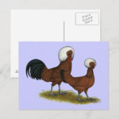 Pools:  White Crested Reds Briefkaart (Voorkant / Achterkant)