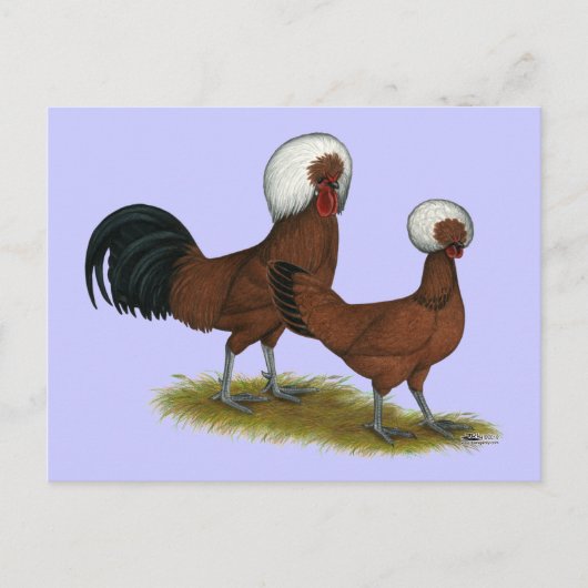 Pools:  White Crested Reds Briefkaart (Voorkant)