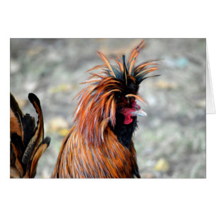 Poolse Crested Rooster