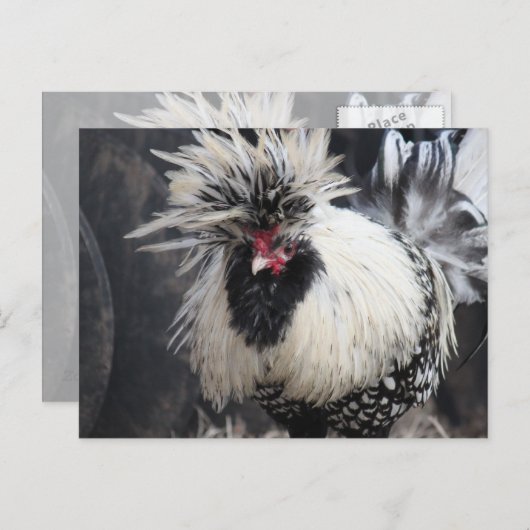 Poolse Crested Rooster Briefkaart (Voorkant / Achterkant)