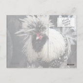 Poolse Crested Rooster Briefkaart (Achterkant)