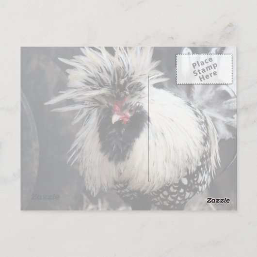 Poolse Crested Rooster Briefkaart (Achterkant)