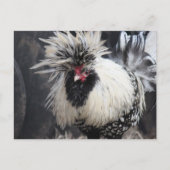Poolse Crested Rooster Briefkaart (Voorkant)