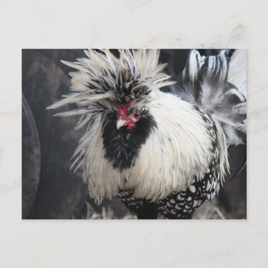 Poolse Crested Rooster Briefkaart (Voorkant)