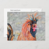 Poolse Crested Rooster Briefkaart (Voorkant / Achterkant)