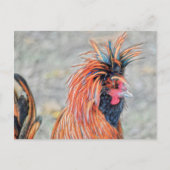 Poolse Crested Rooster Briefkaart (Voorkant)