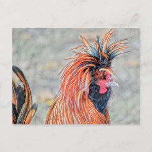 Poolse Crested Rooster Briefkaart