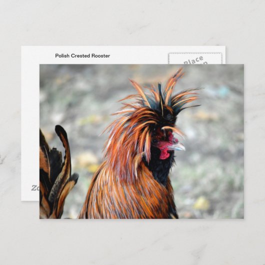 Poolse Crested Rooster Briefkaart (Voorkant / Achterkant)