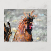 Poolse Crested Rooster Briefkaart (Voorkant)