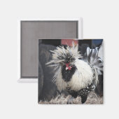 Poolse Crested Rooster Magneet (Voorkant / Achterkant)