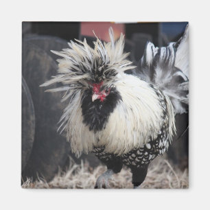 Poolse Crested Rooster Magneet
