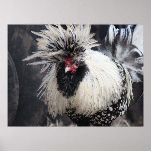 Poolse Crested Rooster Poster (Voorkant)