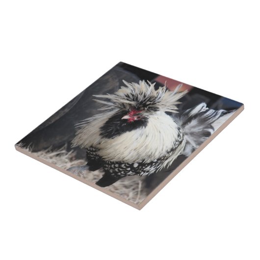 Poolse Crested Rooster Tegeltje (Zijkant)