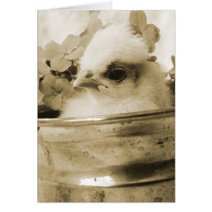 Poolse griet in Sepia