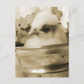 Poolse griet in Sepia Briefkaart (Voorkant)