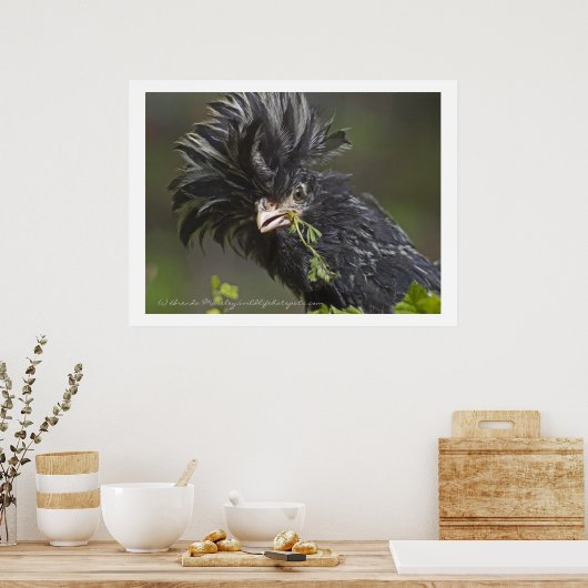 Poolse kip poster (Keuken)