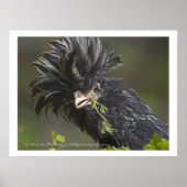 Poolse kip poster (Voorkant)