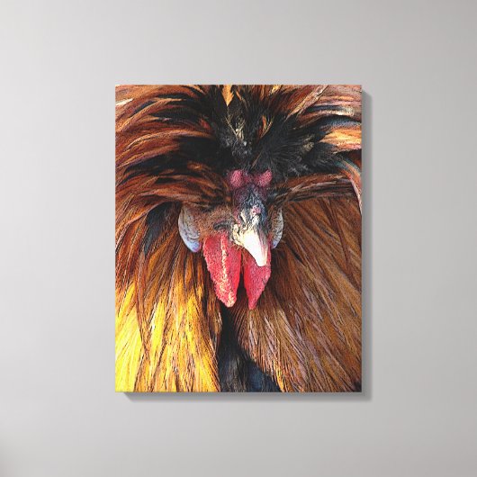 Poolse roestster canvas afdruk (Voorkant)