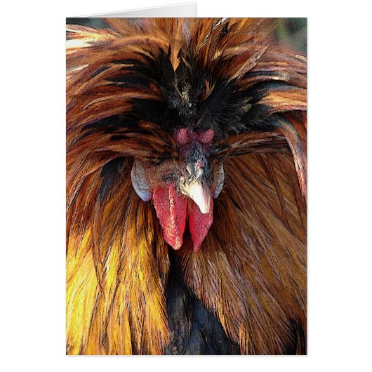 Poolse Roo (Voorkant)